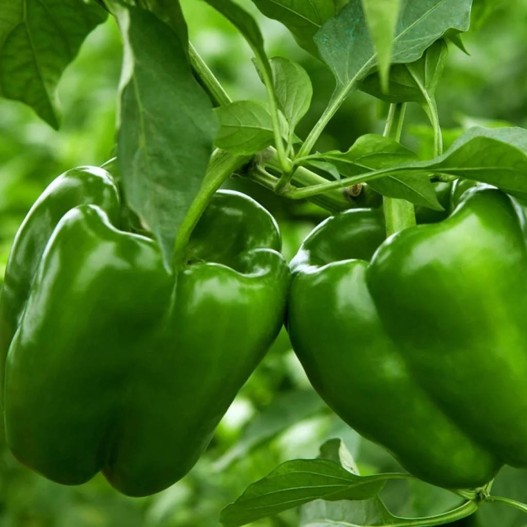 Bell Pepper