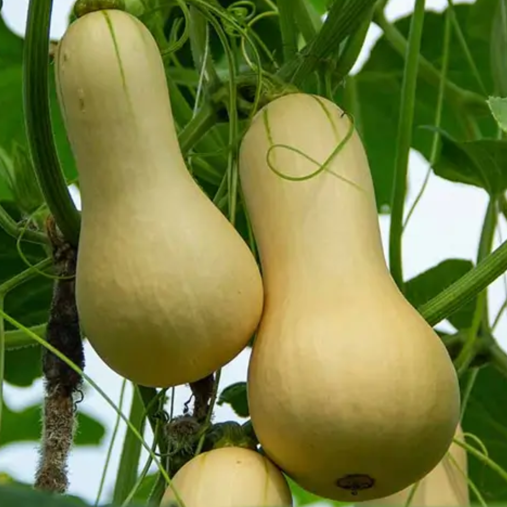 Butternut Squash