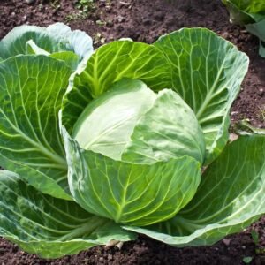 Cabbage