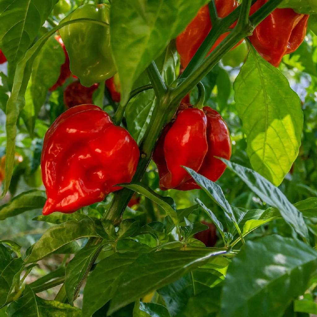 Habanero Pepper